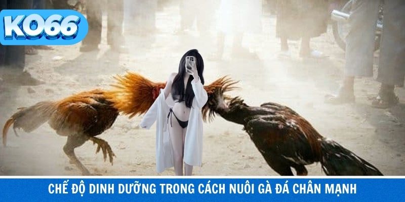 Dinh dưỡng chuẩn giúp chân gà khỏe và bền