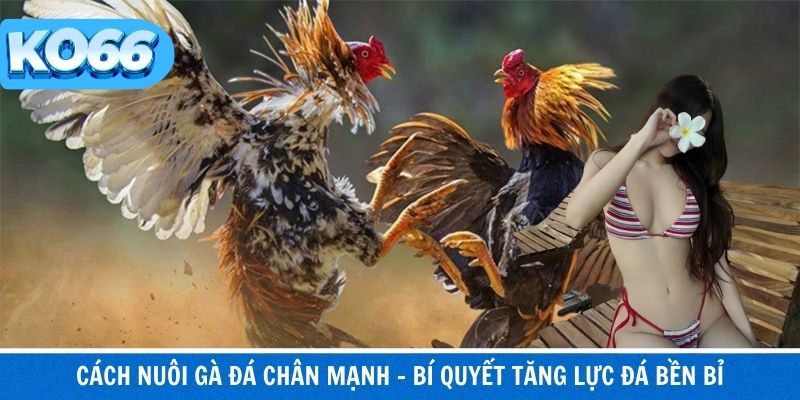 Cách Nuôi Gà Đá Chân Mạnh – Bí Quyết Tăng Lực Đá Bền Bỉ