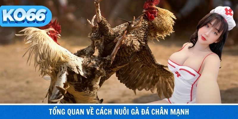 Nền tảng nuôi gà giúp phát triển lực chân