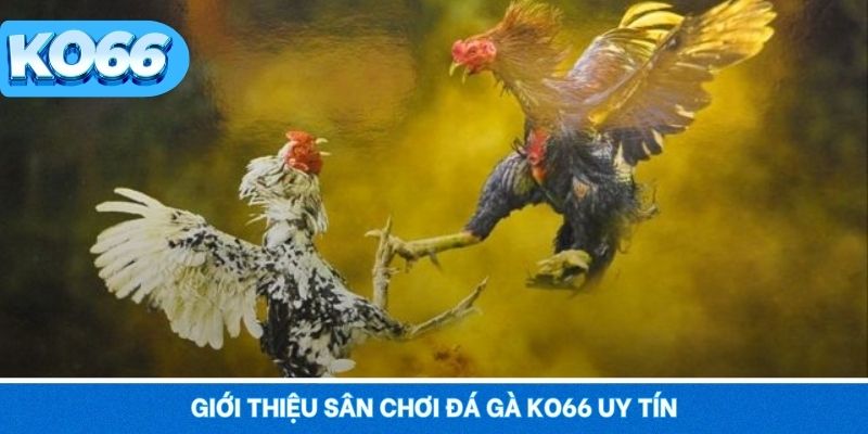 Giới thiệu sân chơi đá gà KO66 uy tín và hấp dẫn