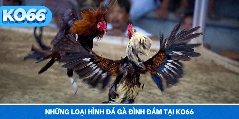 Những loại hình đá gà đình đám tại KO66
