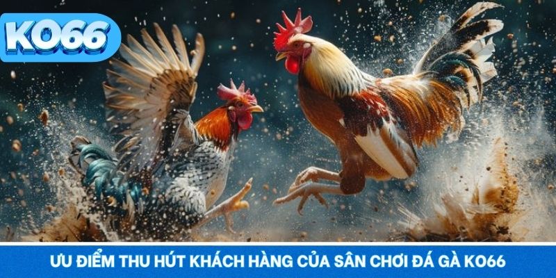 Ưu điểm thú vị thu hút khách hàng của sân chơi đá gà KO66 đình đám