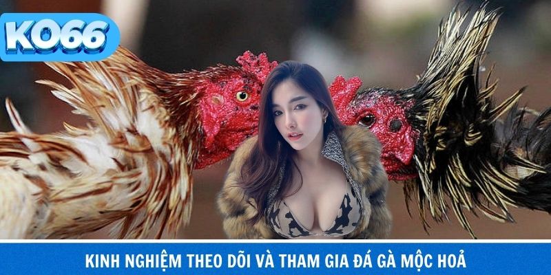 Đá Gà Mộc Hoả – Trường Gà Truyền Thống Nhiều Người Quan Tâm 4 Kinh nghiệm giúp theo dõi mộc hoả hiệu quả
