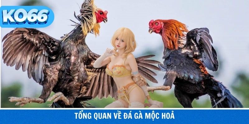Đá Gà Mộc Hoả – Trường Gà Truyền Thống Nhiều Người Quan Tâm 2 Tổng quan hình thức đá gà mộc hoả truyền thống
